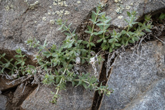 Galium hypotrichium