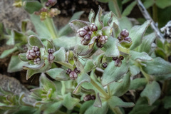 Galium hypotrichium