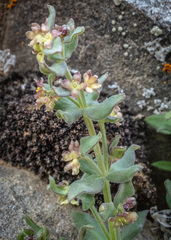 Galium hypotrichium