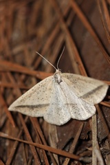 Lychnosea intermicata