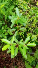Lardizabalaceae