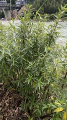 Boehmeria densiflora