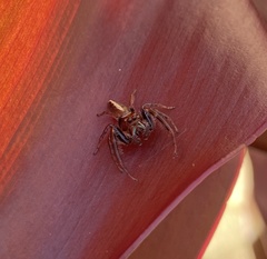 Opisthoncus mordax