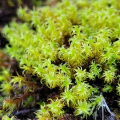Geheebia gigantea