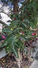 Cinnamomum burmanni