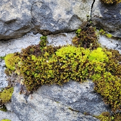 Geheebia gigantea