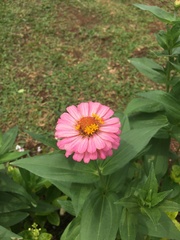 Zinnia