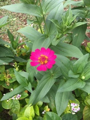 Zinnia