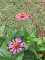 Zinnia