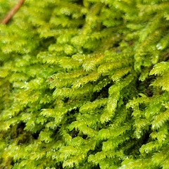 Hygrohypnum luridum