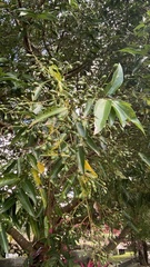 Cinnamomum burmanni