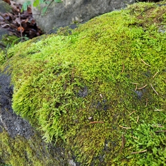 Hygrohypnum luridum
