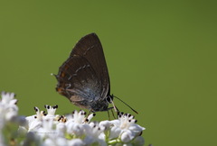 Satyrium ilicis