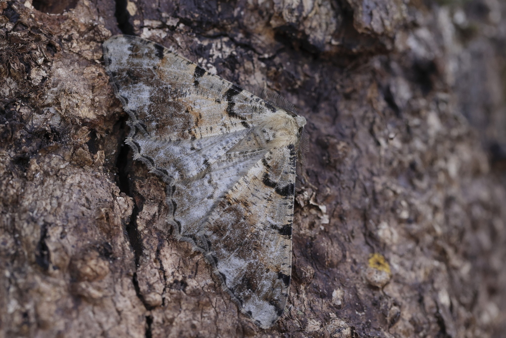 Lassaba contaminata