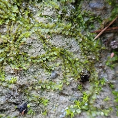 Jungermannia atrovirens