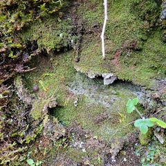 Jungermannia atrovirens