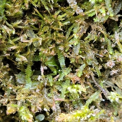 Mesoptychia collaris