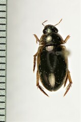 Tropisternus lateralis