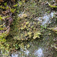 Mesoptychia collaris