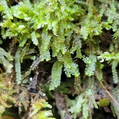 Mesoptychia collaris