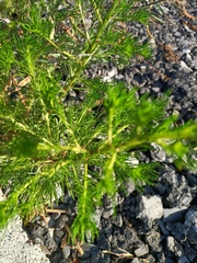 Artemisia capillaris