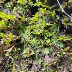 Mesoptychia collaris