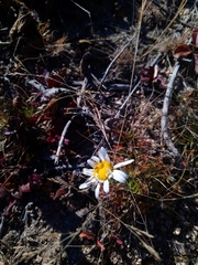 Chrysanthemum coreanum