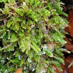 Rhynchostegium murale