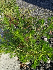 Artemisia capillaris