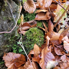 Rhynchostegium murale