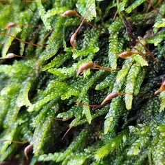 Rhynchostegium murale