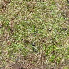 Jungermannia atrovirens