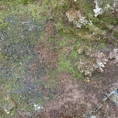 Jungermannia atrovirens