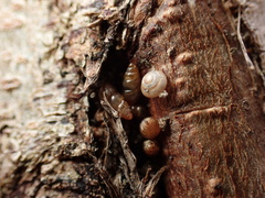 Pacificellinae