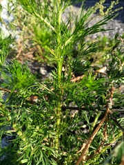 Artemisia capillaris