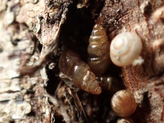 Pacificellinae