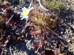 Chrysanthemum coreanum