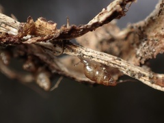Pacificellinae