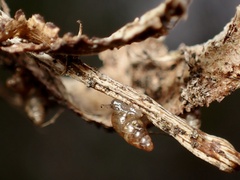 Pacificellinae