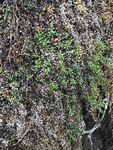 Image of Diapensia obovata by no rights reserved