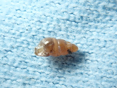 Pacificellinae