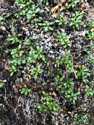 Image of Diapensia obovata by no rights reserved