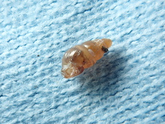 Pacificellinae