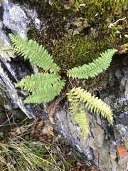 Dryopteris fragrans