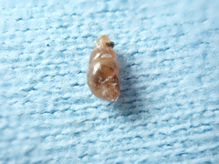 Pacificellinae