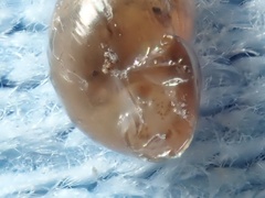 Pacificellinae