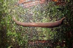 Australopacifica garveyi