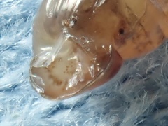 Pacificellinae