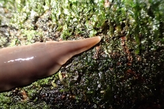 Australopacifica garveyi