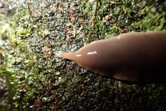 Australopacifica garveyi
